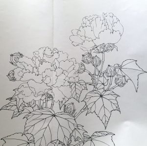 Red Cottonrose Sketch
